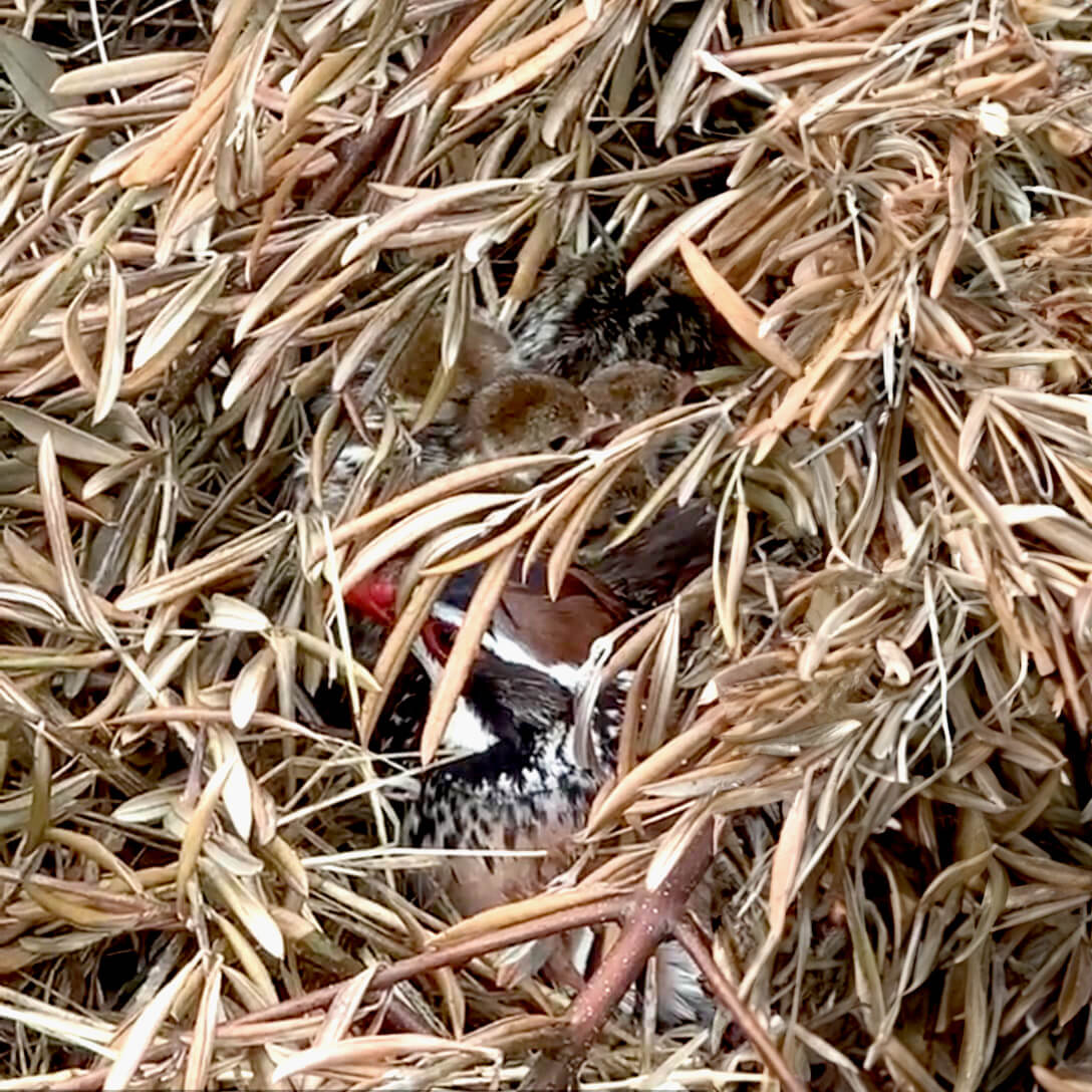 gestión cinegética